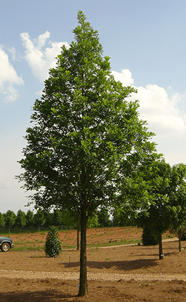Quercus lyrata Resilience™ Overcup Oak – Select Trees