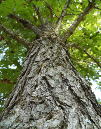 Detail shot of a Highbeam oak tree.