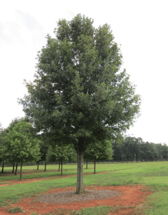 Picture of a Streamline Overcup Oak tree.