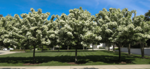 The Church of Jesus Christ of Latter Day Saints Temple, Atlanta, GA after photo