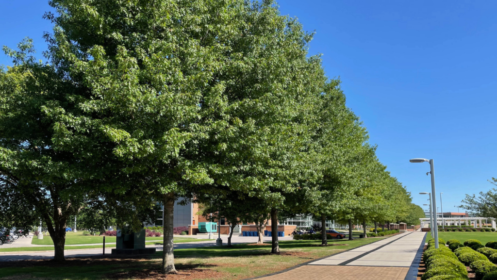 UAHGreenway-After UAH Greenway - Huntsville, AL, Sangria® Red Leaf Nuttall Oak - 2024 - 14.75” trunk diameter
