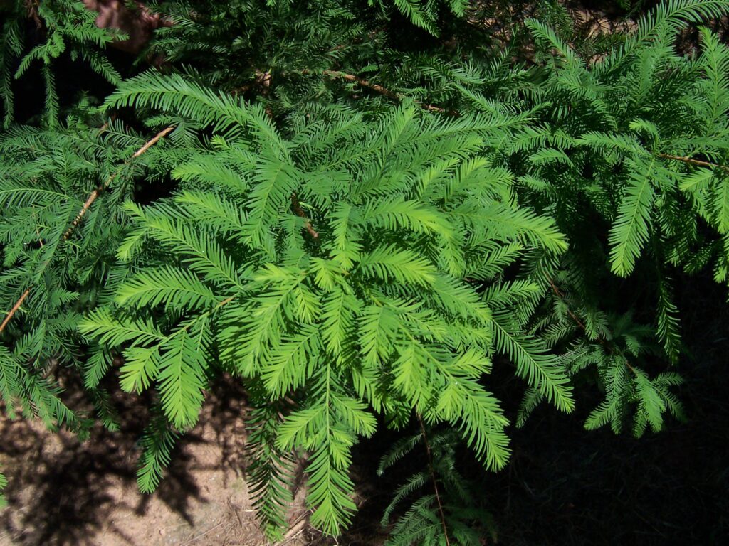 100_0278 Autumn Gold Bald Cypress green leaves