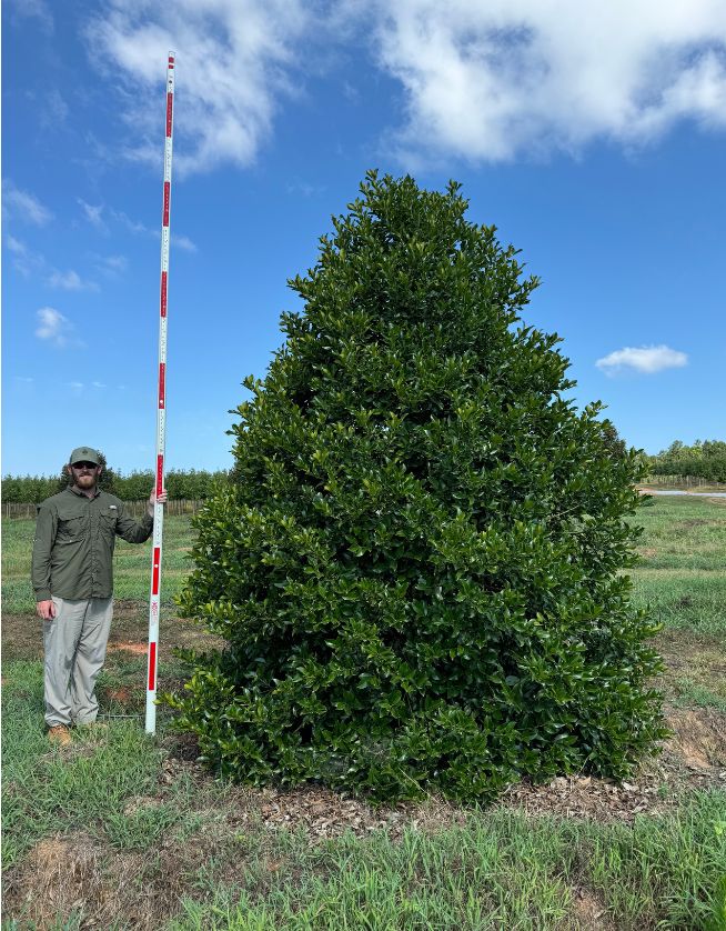 12-14' Wirt Winn Holly - Cover Photo - 05.06.25