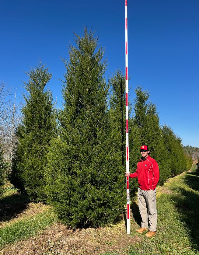 14-16' Providence Easter Red Cedar - 05.06.25