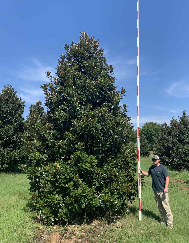 16-18' Claudia Wannamaker Southern Magnolia - Cover Photo - 05.06.25
