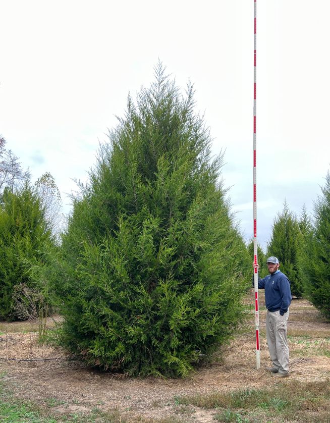 16-18' Tapestry Easter Red Cedar - Cover Photo - 05.06.25
