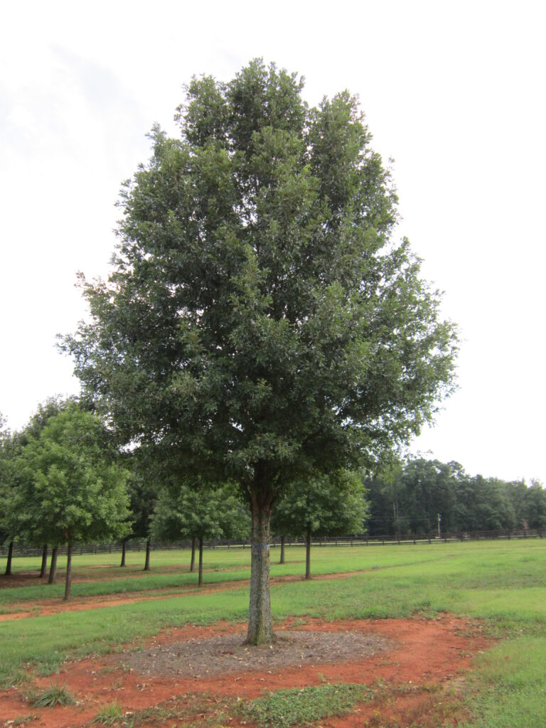 16 in Streamline Overcup Oak-Parent-OCO 3B-9.2.12-02 Picture of a Streamline Overcup Oak tree.