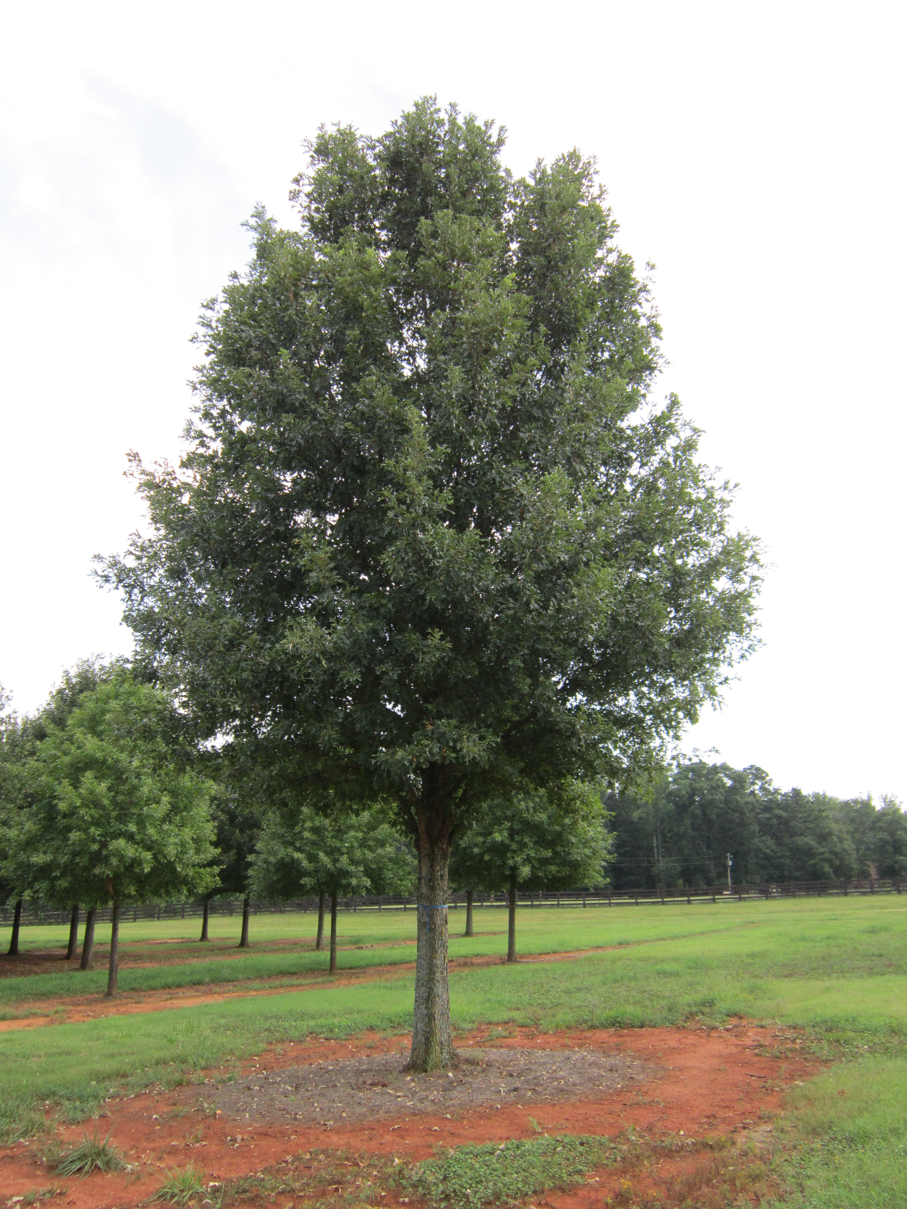Streamline® Overcup Oak - Select Trees