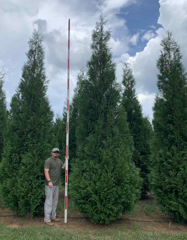 18-20' Hetz Arborvitae - Cover Photo - 05.06.25