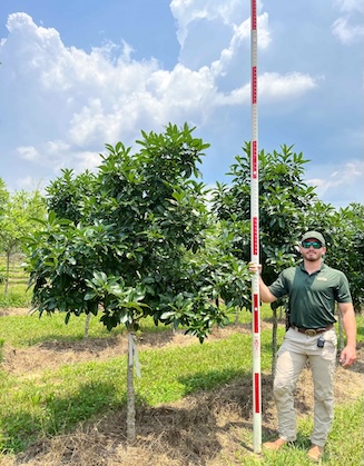Man standing next to Lagniappe Fringetree with measuring stick