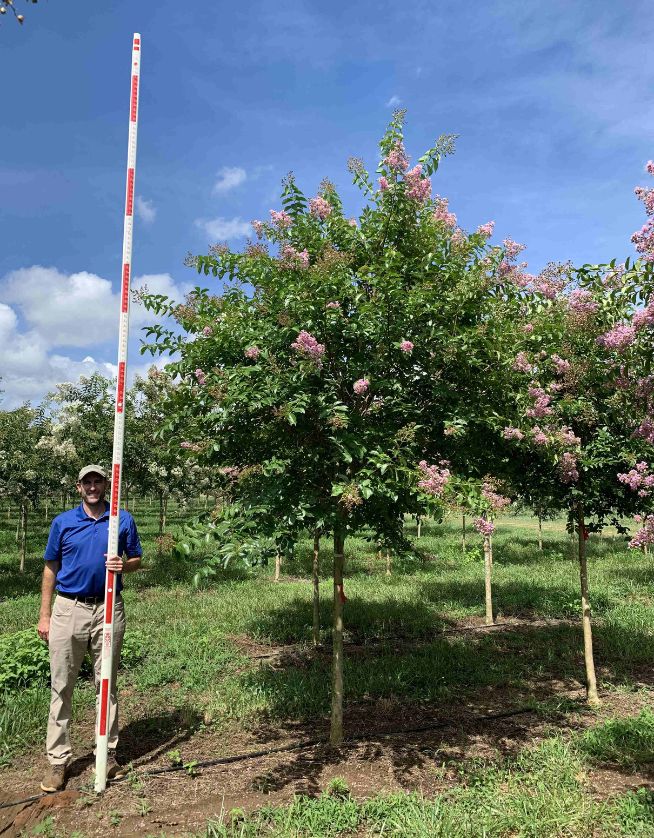 2.5 - 3.5" Muskogee Crapemyrtle