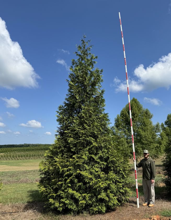 20-22ft-Green-Giant-Arborvitae -Cover Photo - 05.06.25