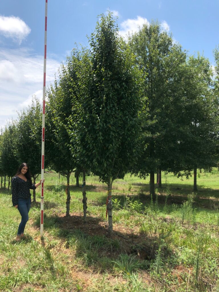 3.5in Palisade Palisade American Hornbeam tree