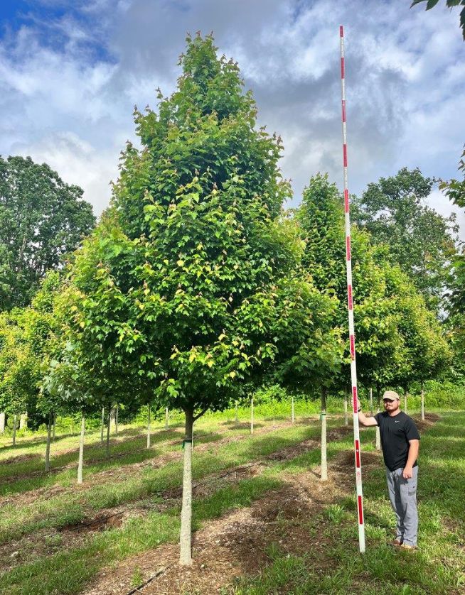 4-5" Built to Last Red Maple - Cover Photo - cropped