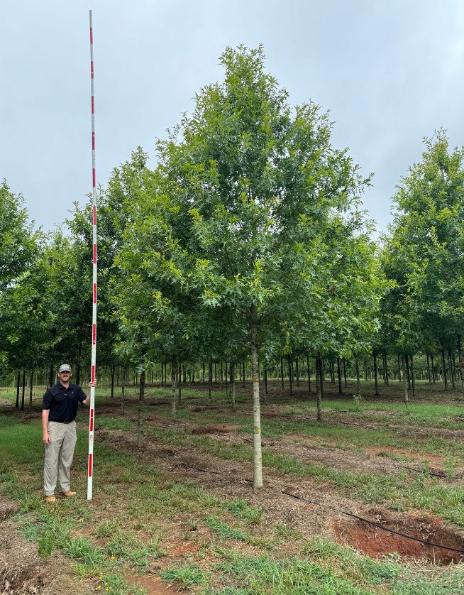 4-5" Panache Shumard Oak - Cover Photo - 05.05.25