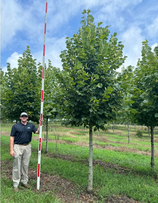 4" Durable Linden - Cover Photo - 05.06.25