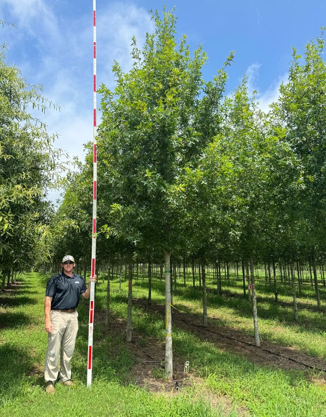 4" Epic Red Oak - Cover Photo - 05.06.25
