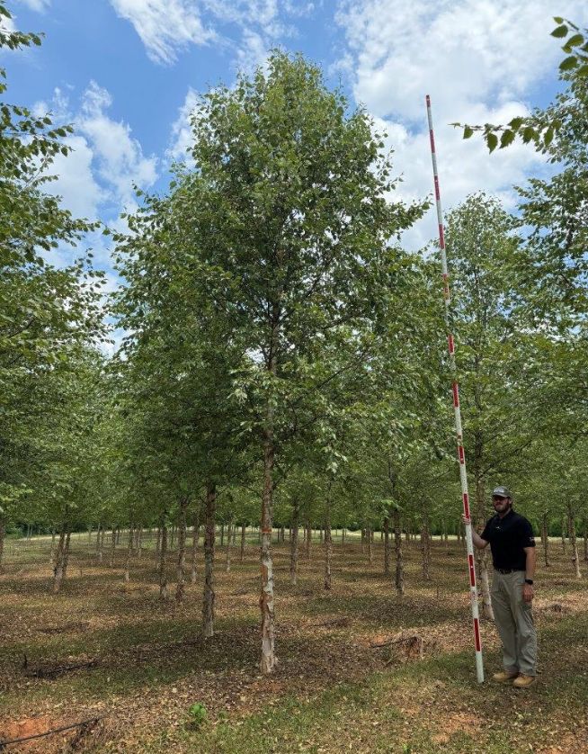 5" Dura-Heat River Birch - Cover Photo - 05.08.25