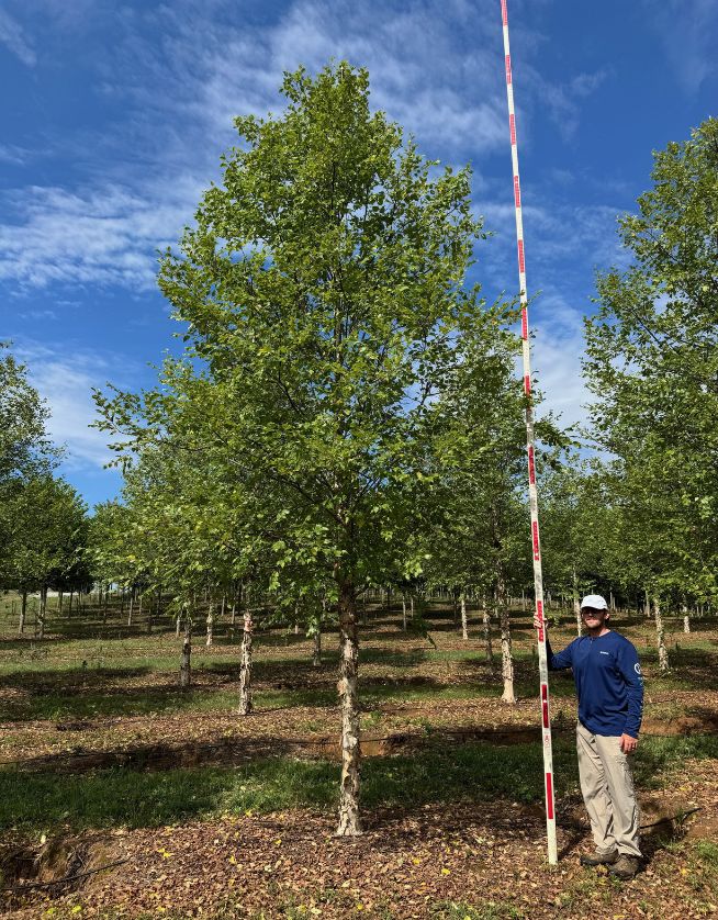 5 in Dura-Heat River Birch - COVER PHOTO