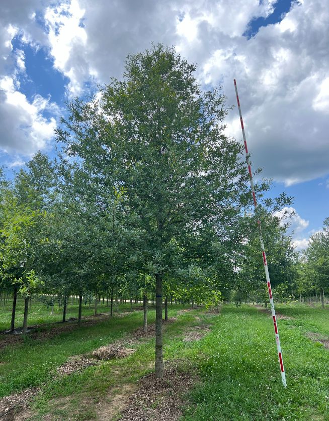 5" Endurance Compton Oak - Cover Photo - 05.06.25