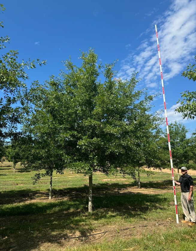 5.5" Jaybird Georgia Oak - Cover Photo - 05.06.25