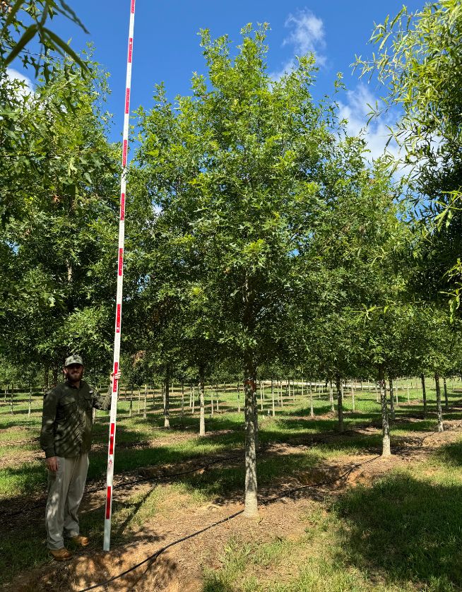 5" Icon Nuttall Oak - Cover - 05.05.25