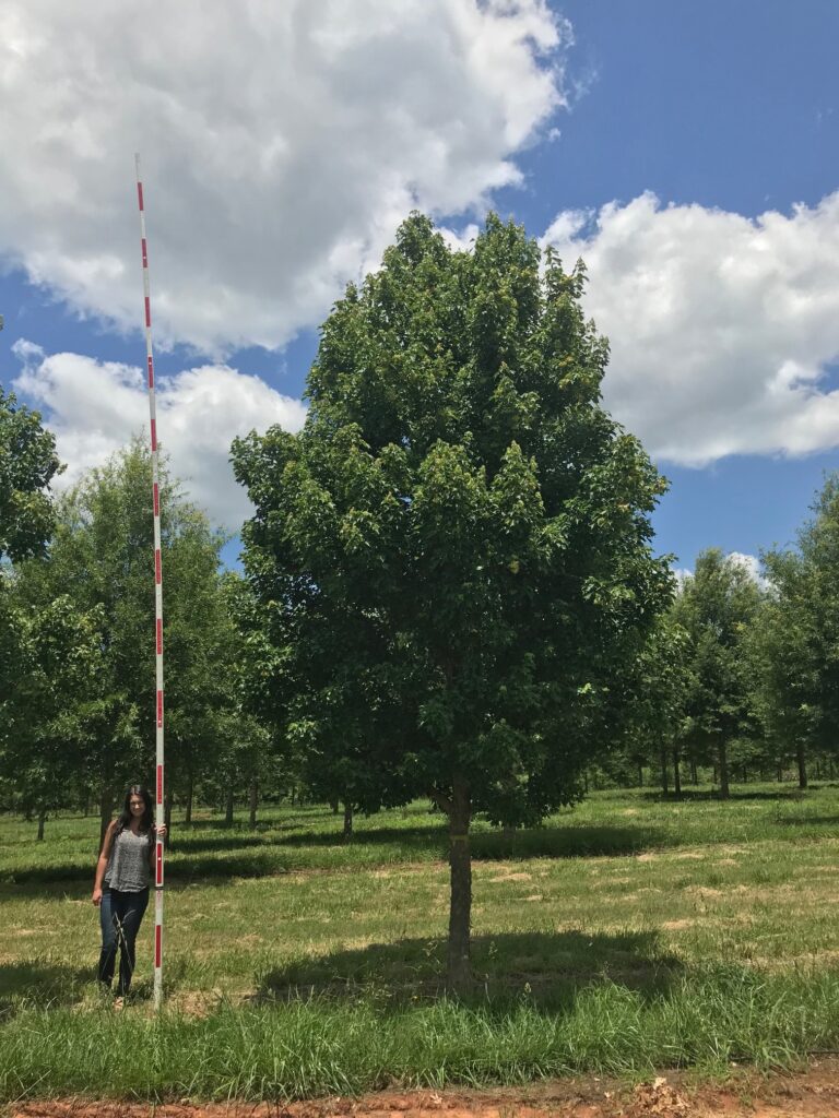 6 in Pritchard Trident Maple- 1 Pritchard Trident Maple tree