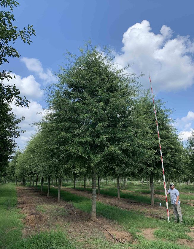 8-9" Fortitude Willow Oak - Cover Page - 05.06.25