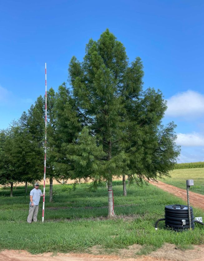 9" Autumn Gold Bald Cypress - Cover Photo - 05.06.25
