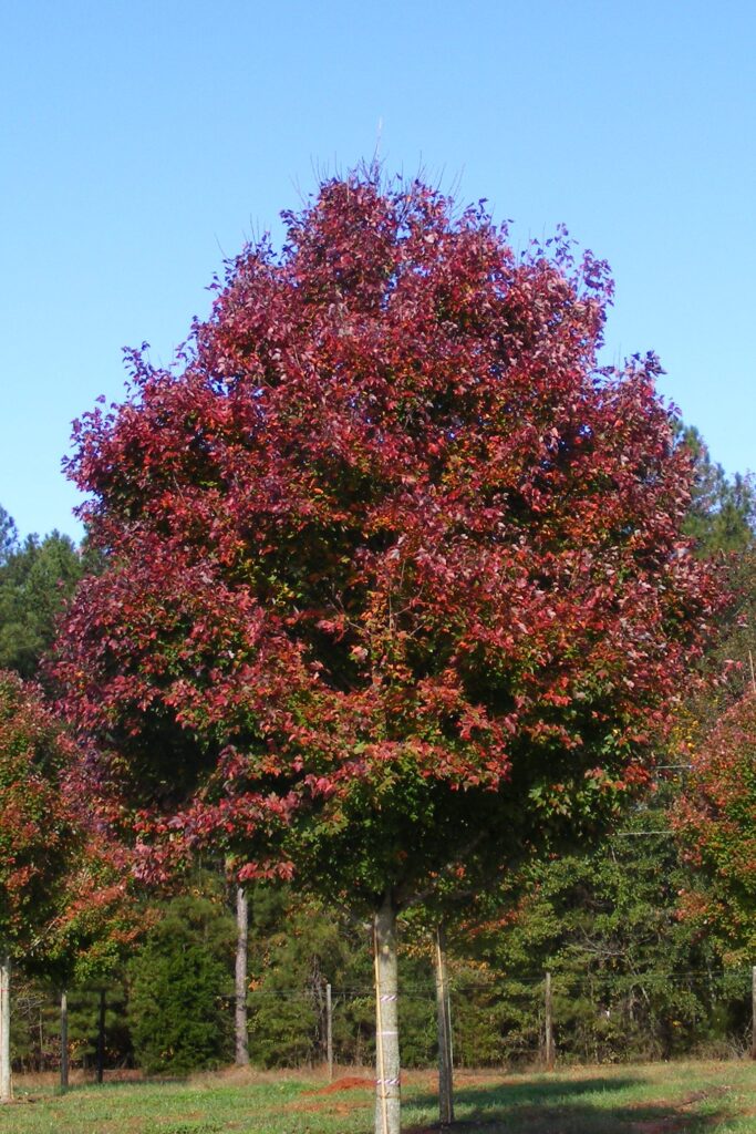 Acer rubrum ‘Built to Last’ – 1 Built to Last Red Maple tree