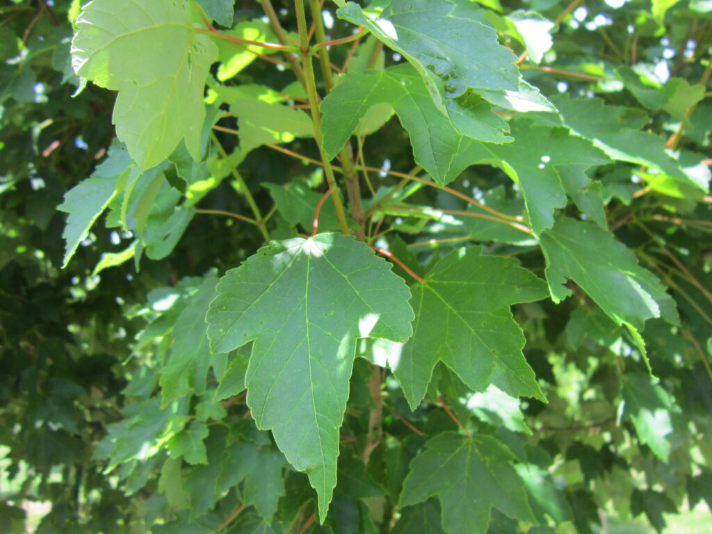 AcrubNOG-N72-6.5.15- (7) Built to Last Red Maple tree leaves