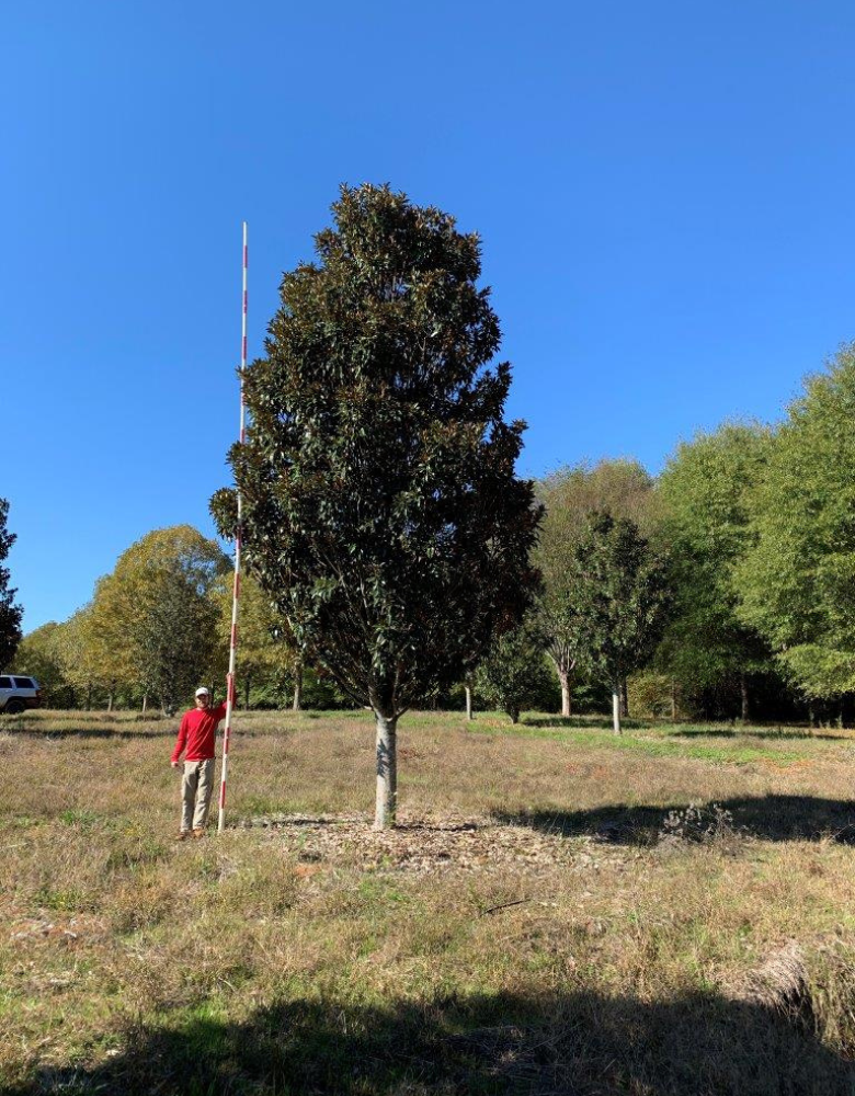 Alta-Southern-Magnolia Alta Southern Magnolia tree
