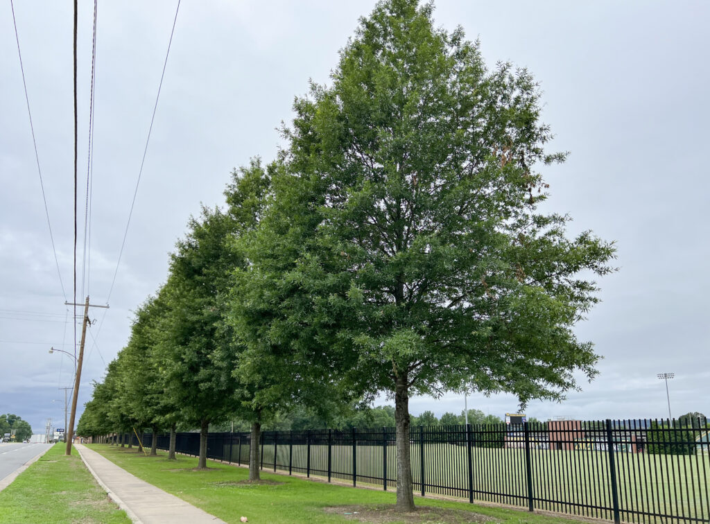 Arkansas Tech – Highway 7 – Russellville, AR – Ascendor – After Photo Ascendor Willow Oak trees at Arkansas Tech in Russellville, AR