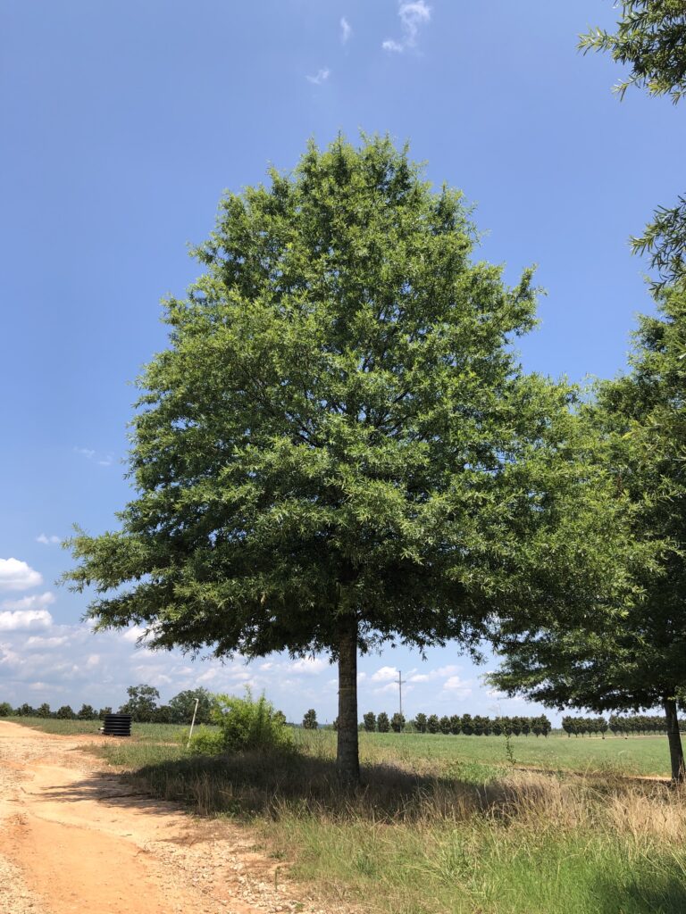 Ascendor Willow Oak Ascendor Willow Oak tree