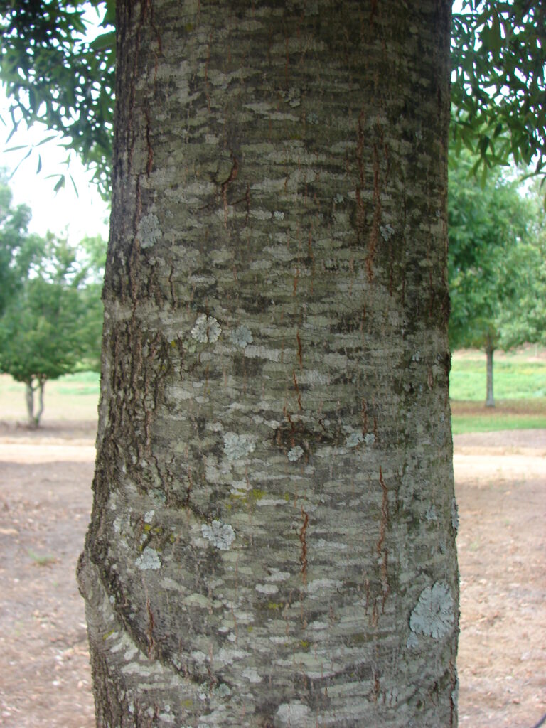 Ascendor Willow Oak Trunk Ascendor Willow Oak tree trunk