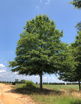 Ascendor Willow Oak tree