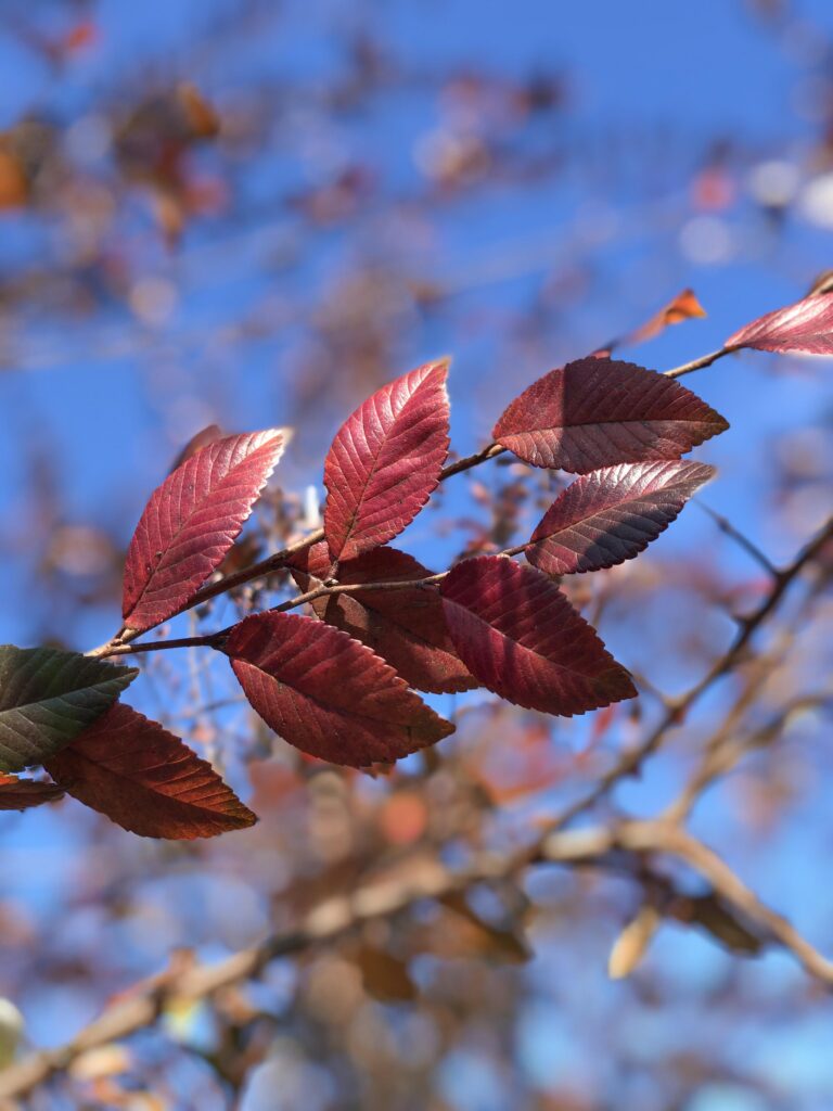 Burgundy Lacebark Elm tree leaves