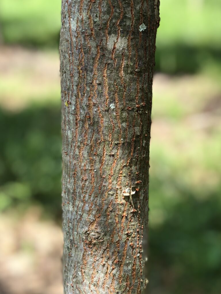 Burgundy Lacebark Elm tree trunk