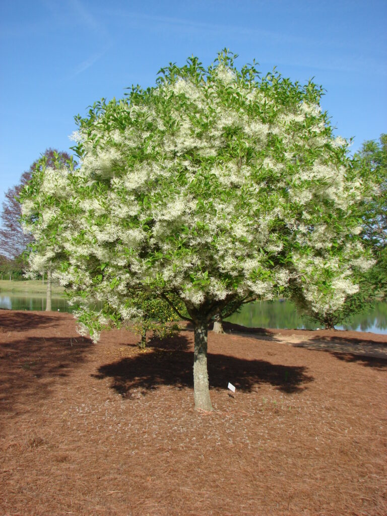 Chionanthus virginicus ‘Serenity’ – 1 Chionanthus virginicus 'Serenity'