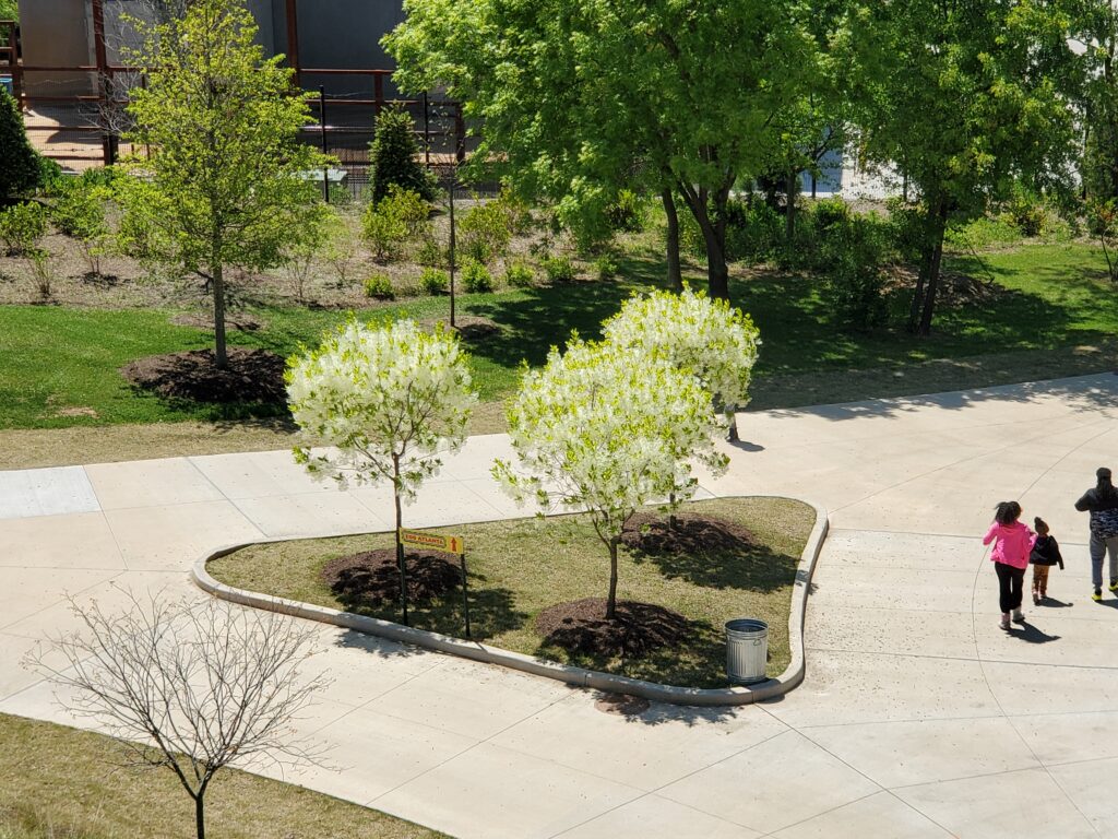 ChvirSe-Grant Park-4.22.21-3 Serenity fringetrees in Grant Park