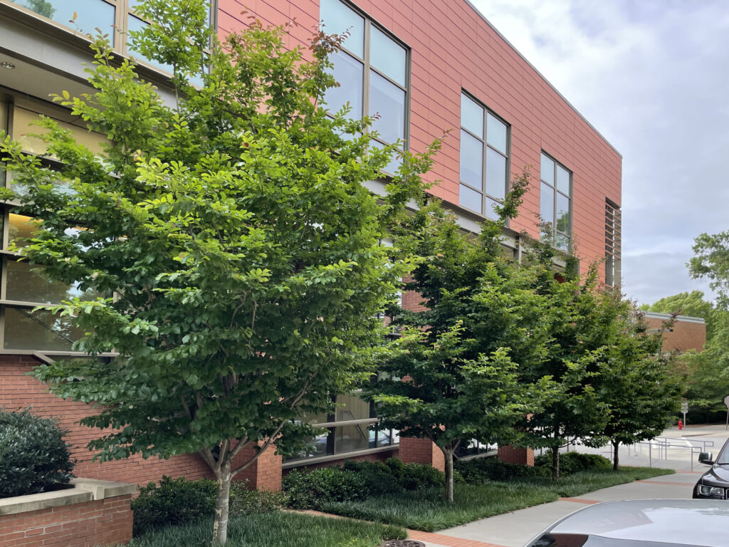 Clemson University - Freeman Hall - Clemson, SC - Contemplation - After Photo