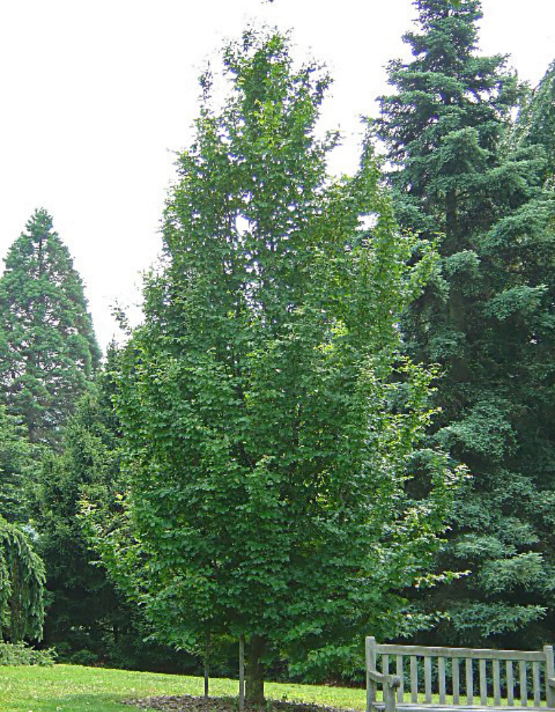 Contemplation Parrotia tree