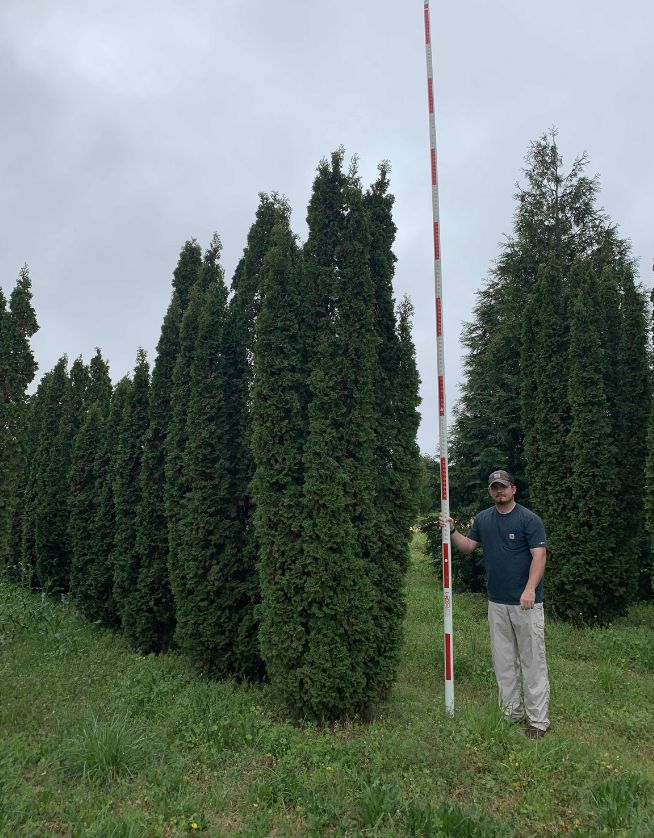 DeGroot Spire Arborvitae - Cover Photo - 05.06.25