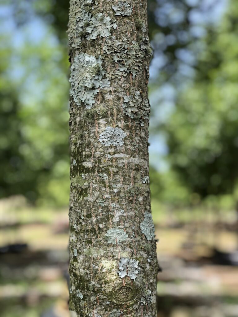 Epic Red Oak tree trunk/bark