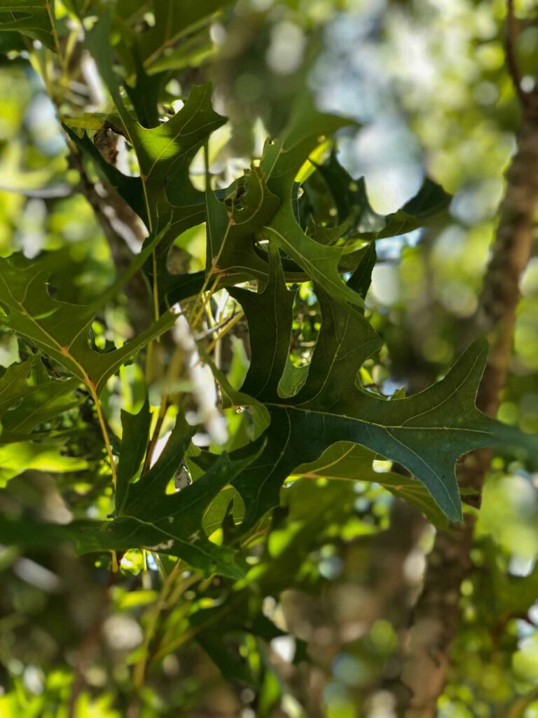 Epic Red Oak tree leaves