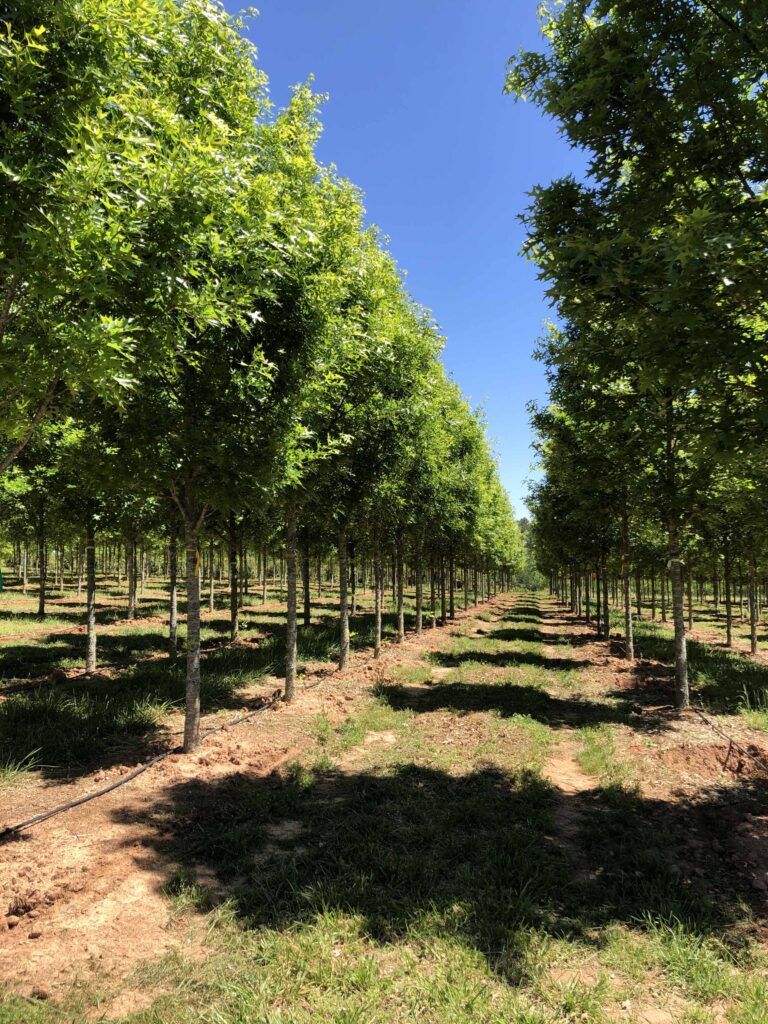 Rows of Epic Red Oak trees