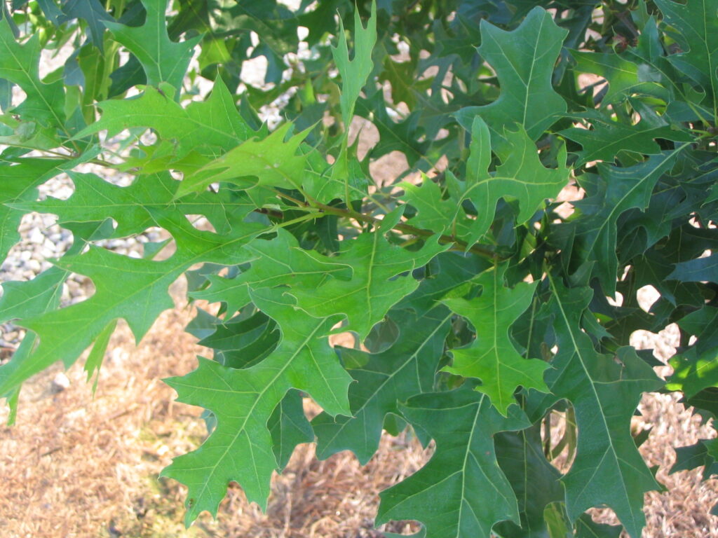 Esplanade Nuttall Oak tree foliage