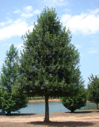 Esplanade Nuttall Oak tree