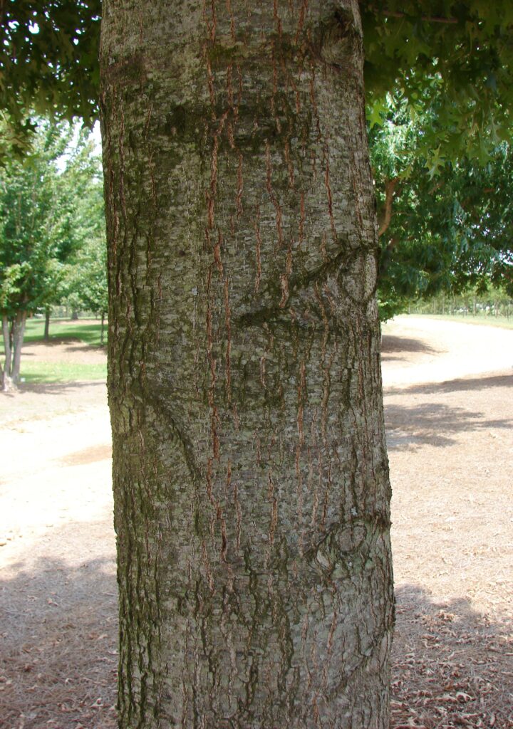 Esplanade Nuttall Oak tree bark