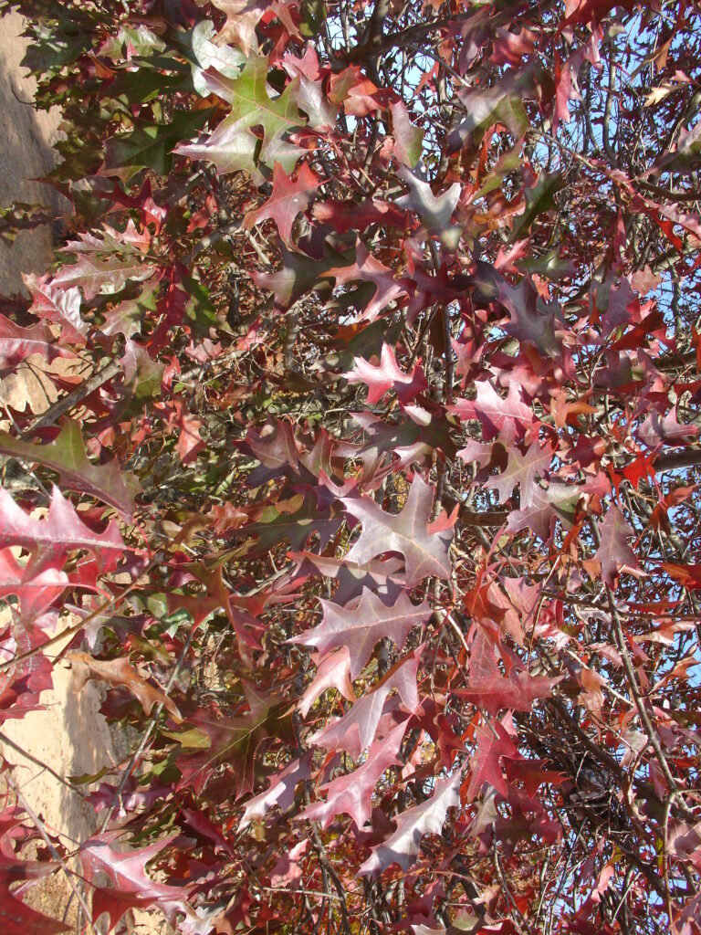 Esplanade Nuttall Oak tree fall foliage